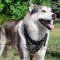 Luxury Dog Harness for Husky - Royal Style