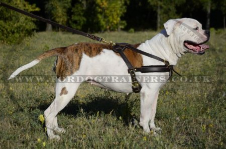 American Bulldog Harness for Tracking/Pulling