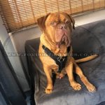Dogue de Bordeaux Harness Bestseller | Harness for Dog Debordo_1