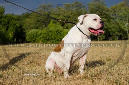"Simple Honesty" Leather Choke Collar For Bulldogs For Obedience Training