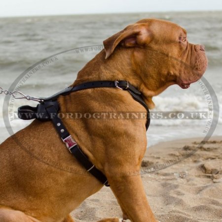 Dogue De Bordeaux Leather Harness for Big Dogs