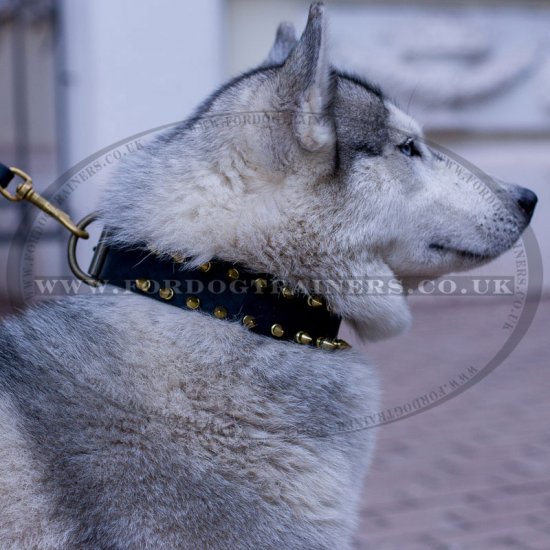 Best collar for husky sales