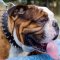 English Bulldog Collar Spiked Design, The Best Dog Collars UK!