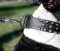 Designer Dog Collars for Bull Terriers | Spiked Dog Collars a