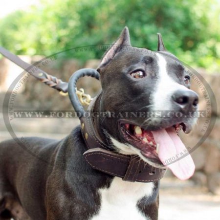 American Staffordshire Bull Terrier Strong Collar with Handle