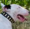 Bull Terrier Collar with Brass Plates | New Leather Dog Collar