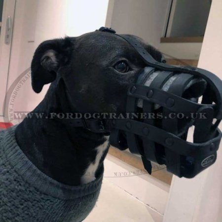 Leather Muzzle with Super Ventilation for Staffy, Bestseller!