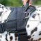 Dog Harness UK for Dalmatian | Nylon multi-purpose Dog Harness