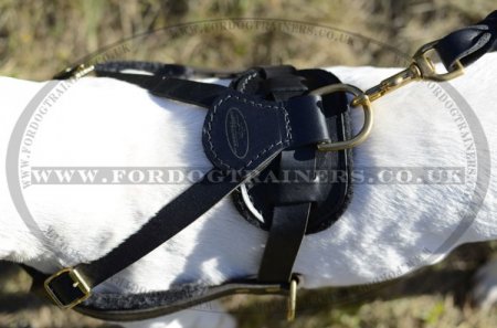 Bull Terrier Harness for Pulling, Walking and Tracking