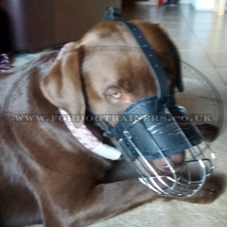 Wire Dog Muzzle for Labrador | Best Dog Muzzle for Labrador