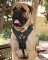 Leather Dog Harness for Boerboel Mastiff | Luxury Dog Harness UK