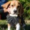 Beagle Harness with Handle for Small Dog Walking