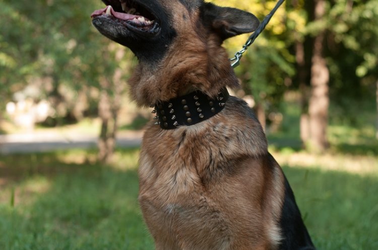 2 Inch Wide Leather Dog Collar for German Shepherd with Spikes