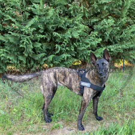 Belgium Shepherd Dog Harness for Training, Weight Pulling