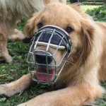 Breathable Dog Muzzle for Golden Retriever That Allows Drinking