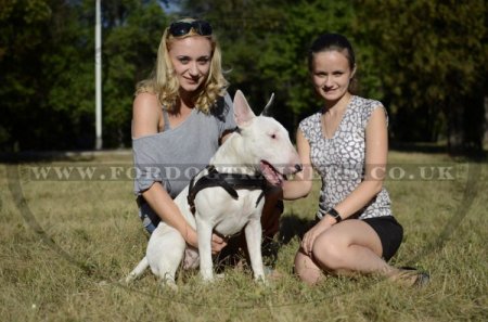 Bull Terrier Harness for Pulling, Walking and Tracking