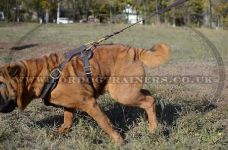 The Best Harness for a Shar Pei with Brass Adornments