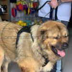 2-6 Foot Leather Dog Leash for Large Dogs Best Seller_5