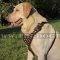 Labrador Harness Brass Studded | Walking Harness for Labrador