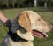 Nylon Dog Collar with Handle for Labrador Retriever