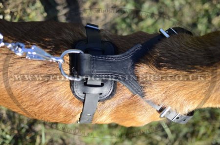 Belgian Malinois Dog Harness with Spikes