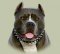 Leather 3 Rows Spiked Dog Collar UK for Pitbull