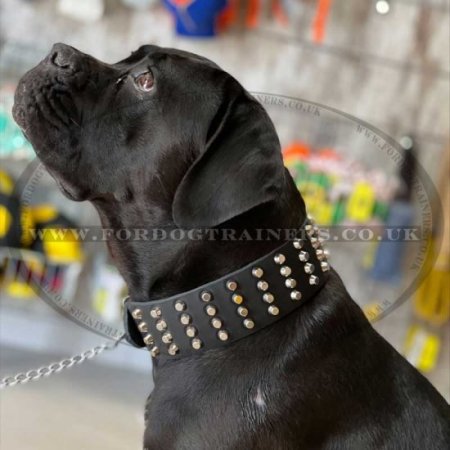 Wide Dog Collars with Glancing Studs | 2" Dog Collar Studded