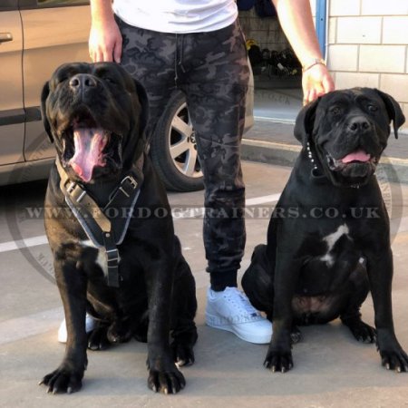 Padded Leather Dog Harness for Agitation Training