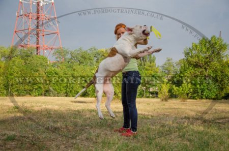 Dog Training Bite Tug of Fire Hose With Two Handles