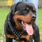 Rottweiler Harnesses for the Best Price from Producer Directly