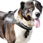 Large Dog Harness for Caucasian Shepherd | Stop Dog Pulling Tool