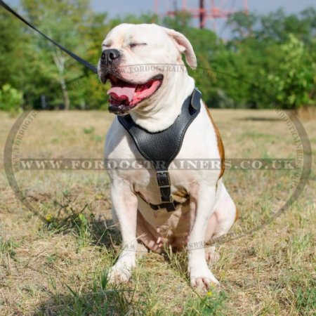 V-Shaped Dog Harness for Perfect Fit Large Size