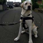 K9 Dog Harness No Pull Front Clip to Stop Dog Pulling on Lead_17