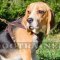 Small Dog Harness for Beagle | Beagle Harness for Small Dogs