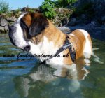 Get St Bernard Harness UK Bestseller to Stop Dog Pulling Leash