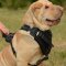 Shar Pei Harness for Sale | Shar Pei Training Harness