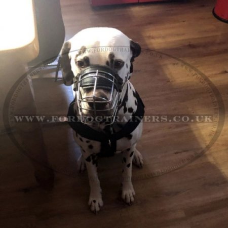 K9 Training Dog Harness for Dalmatian