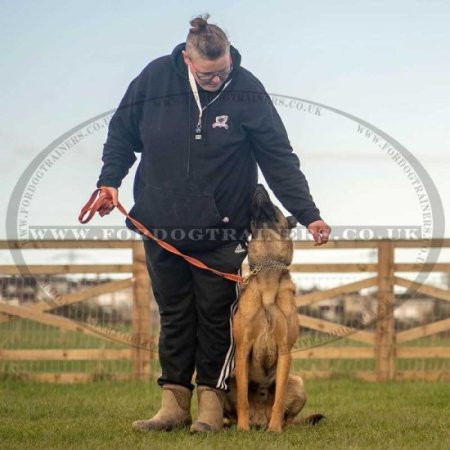 New! Comfortable Blaze Orange Dog Leash UK For Dog Walking