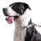 Staffordshire Bull Terrier Collars Nech Tech Herm Sprenger 19"
