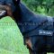 Dog Training Harness for Doberman K9