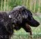 Beautified Large Nylon Dog Collar for Caucasian Ovcharka