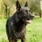 German Shepherd Dog Harness with Glossy Brave Spikes