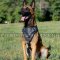 Protection/Attack Leather Dog Harness for Belgian Malinois