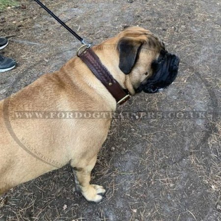 Bullmastiff Dog Collar | Braided Leather Dog Collar for Big Dog