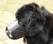 Soft Padded Strong Leather Dog Muzzle for Newfoundland UK