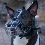 English Bull Terrier Muzzle UK Bestseller for Individual Breed