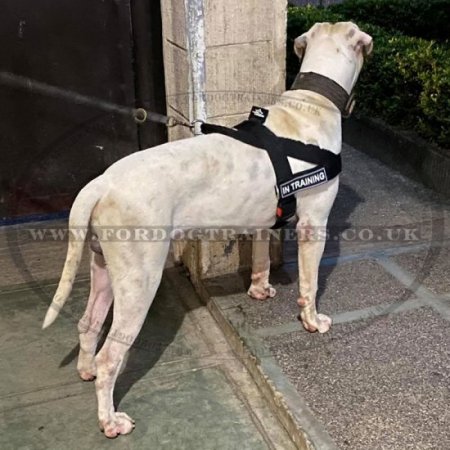 American Bulldog Harness Bestseller UK | No-Pull Dog Harness