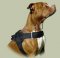 Super Harness for Pitbull Training | Pitbull Harness UK