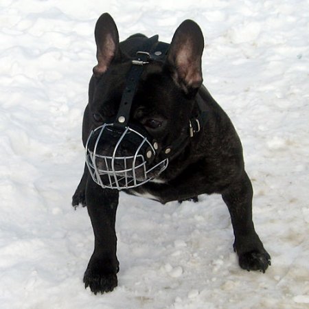 The Best French Bulldog Muzzle UK for Flat Nosed Dogs