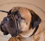ID Dog Collar for Bullmastiff | Bullmastiff Collar